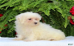 Maltese dogs for sale: Kourtney - Image 3