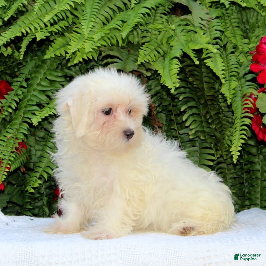 Maltese dogs for sale: Kourtney - Image 3