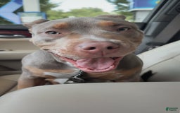 American Bully dogs for sale: Diamond - Image 9