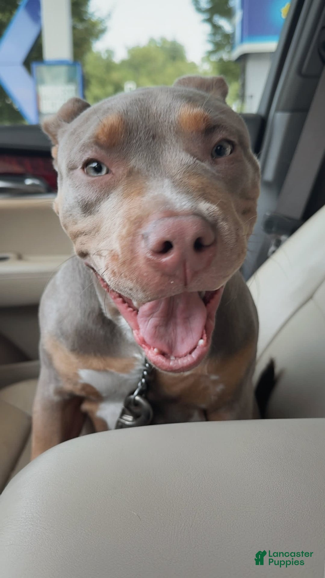 American Bully dogs for sale: Diamond - Image 9