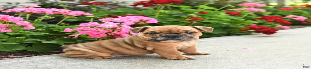 Winston