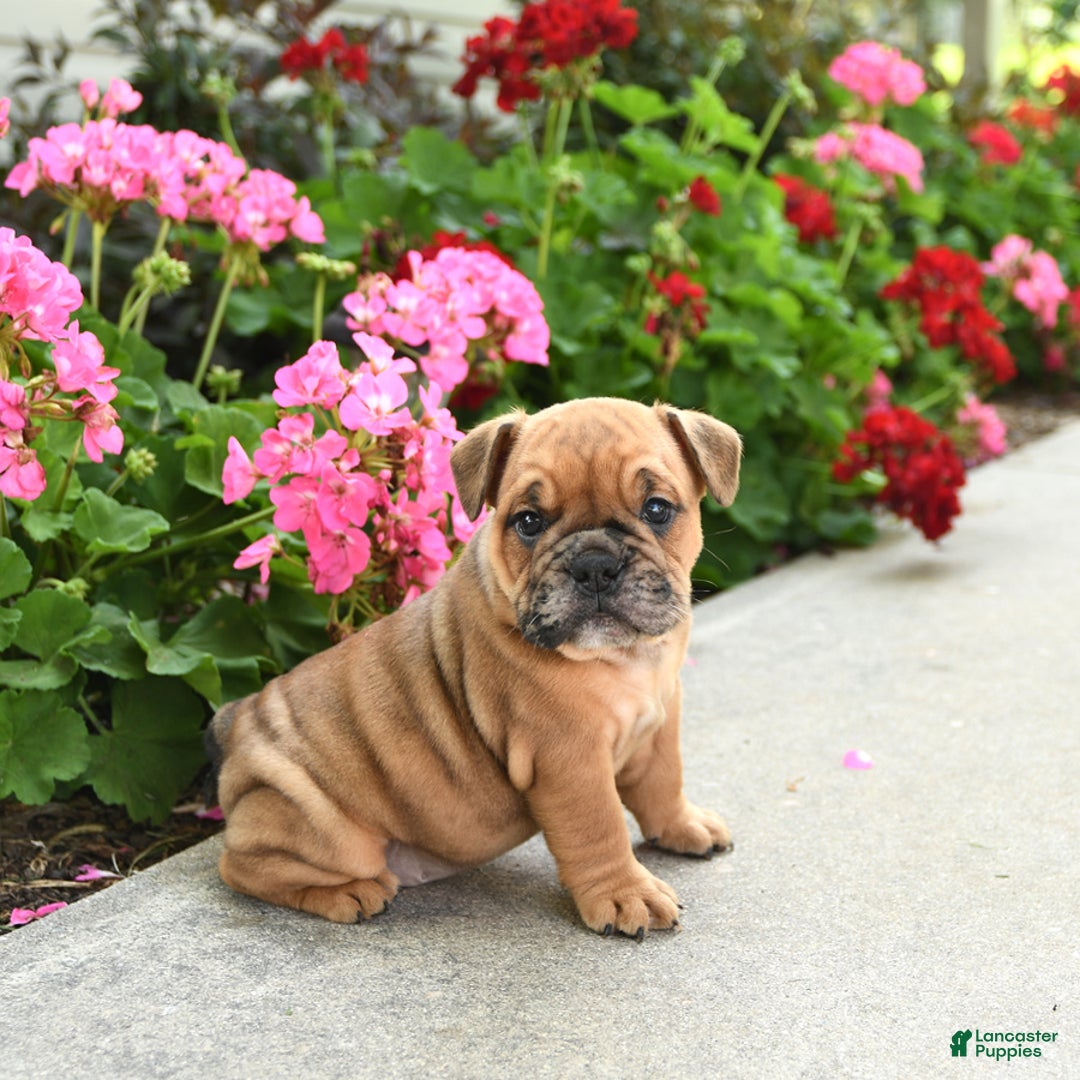 English Bulldog dogs for sale: Winston - Image 2
