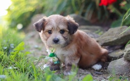 Morkie dogs for sale: Jesse - Image 7