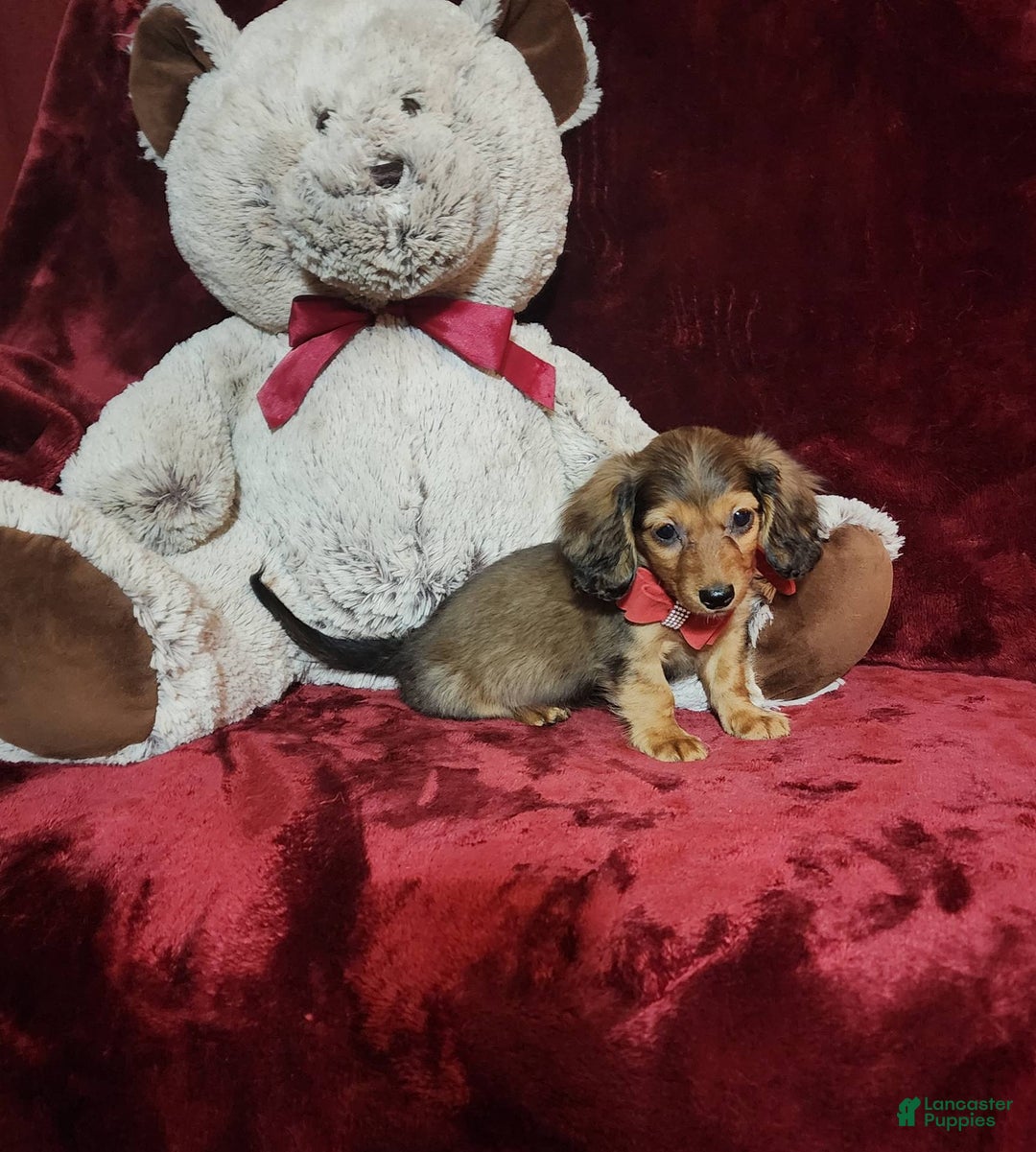 Miniature Dachshund dogs for sale: Josie - Image 5