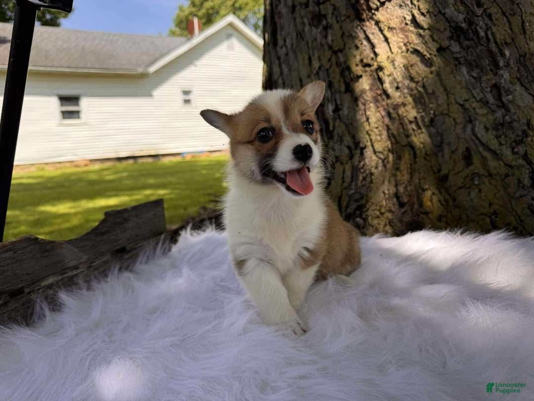 American Corgi dogs for sale: Zoe - Image 3