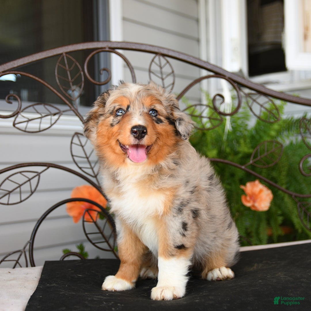 Australian Shepherd dogs for sale: Twizzler - Image 1