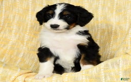 Bernedoodle dogs for sale: Lola - Image 2