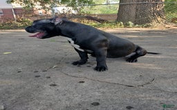American Bully dogs for sale: American Bully 2 puppies - Image 2