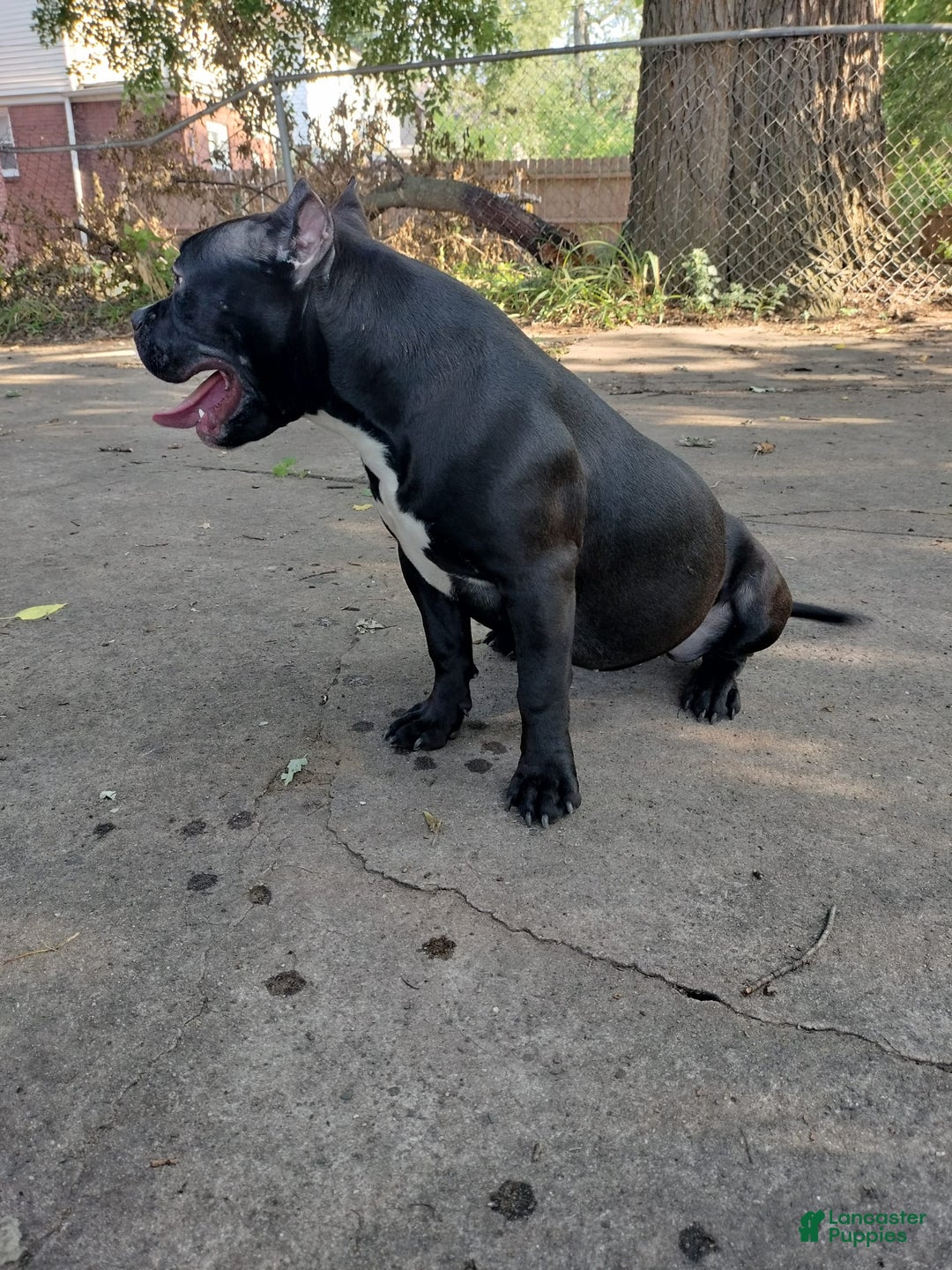 American Bully dogs for sale: American Bully 2 puppies - Image 2