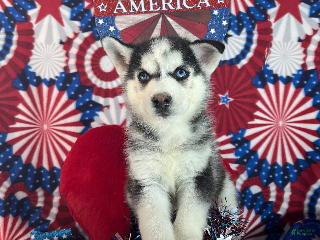 Siberian Husky dogs for sale: zeus - Image 4