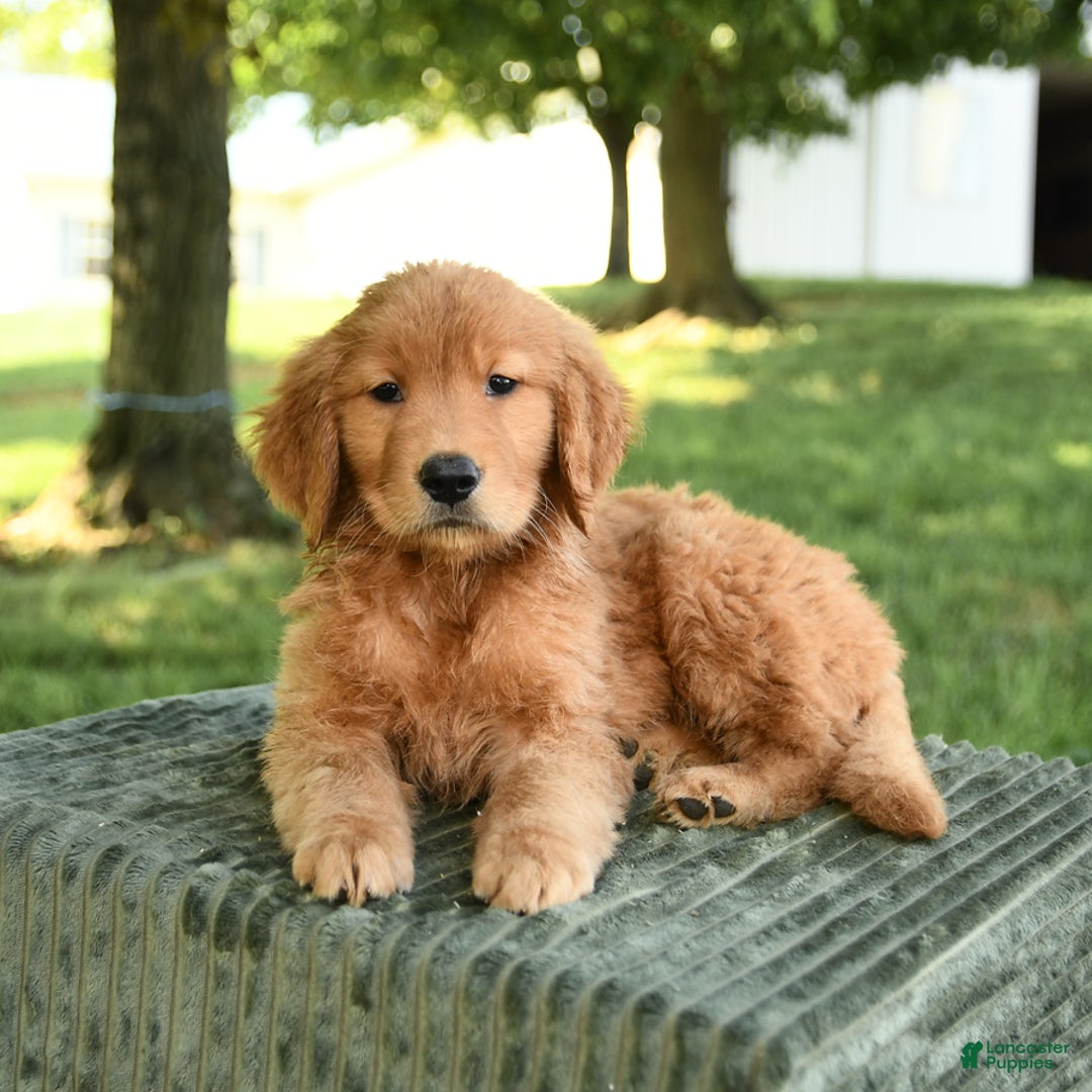 Golden Retriever dogs for sale: Cooper - Listing for pets: Caroline, Chiffon, Clayton, Charlotte, Canyon, Crissa, Crew, Cooper - Image 3