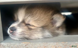 Pomeranian dogs for sale: Turbo - Image 5