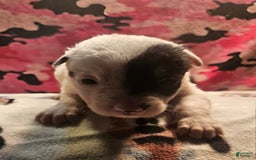 Border Collie dogs for sale: Gumbi - Image 31