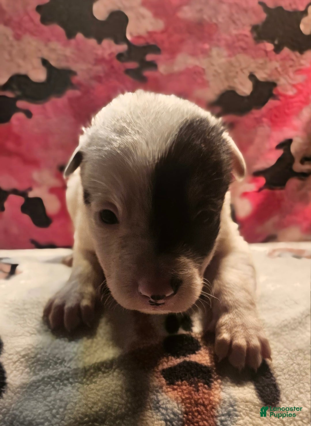 Border Collie dogs for sale: Gumbi - Image 31