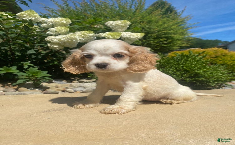 Cocker Spaniel dogs for sale - Ad 3