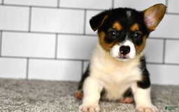 Welsh Corgi Pembroke dogs for sale: Maranda - Image 3