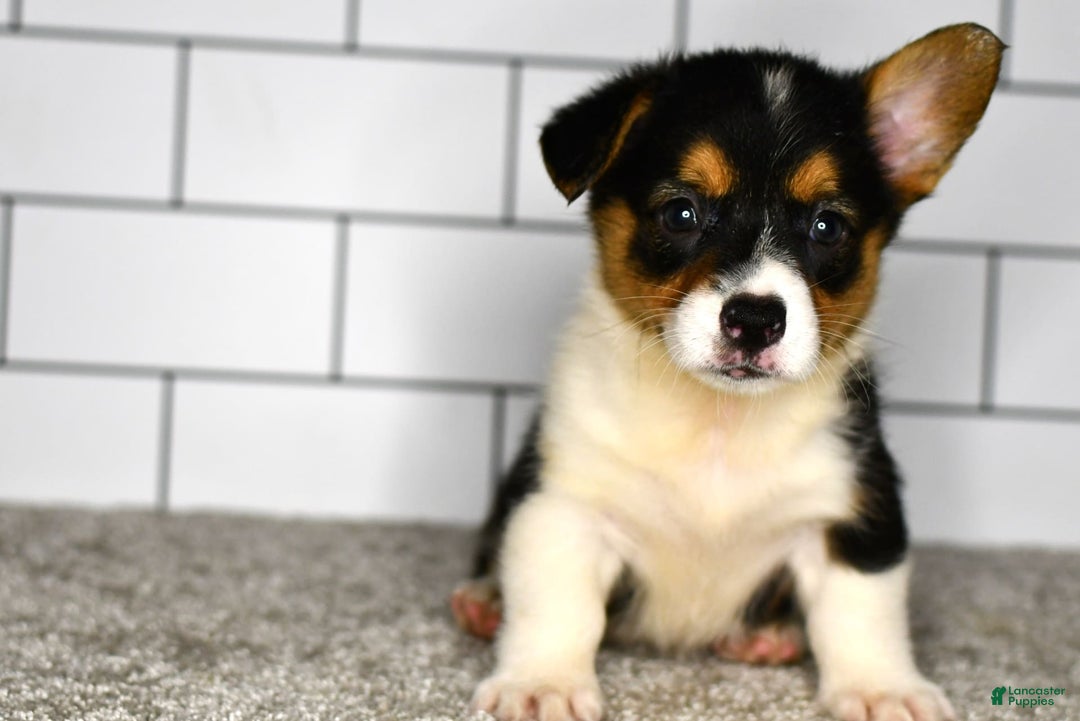 Welsh Corgi Pembroke dogs for sale: Maranda - Image 3