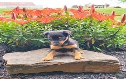 Miniature Pinscher dogs for sale: Ruby - Image 3