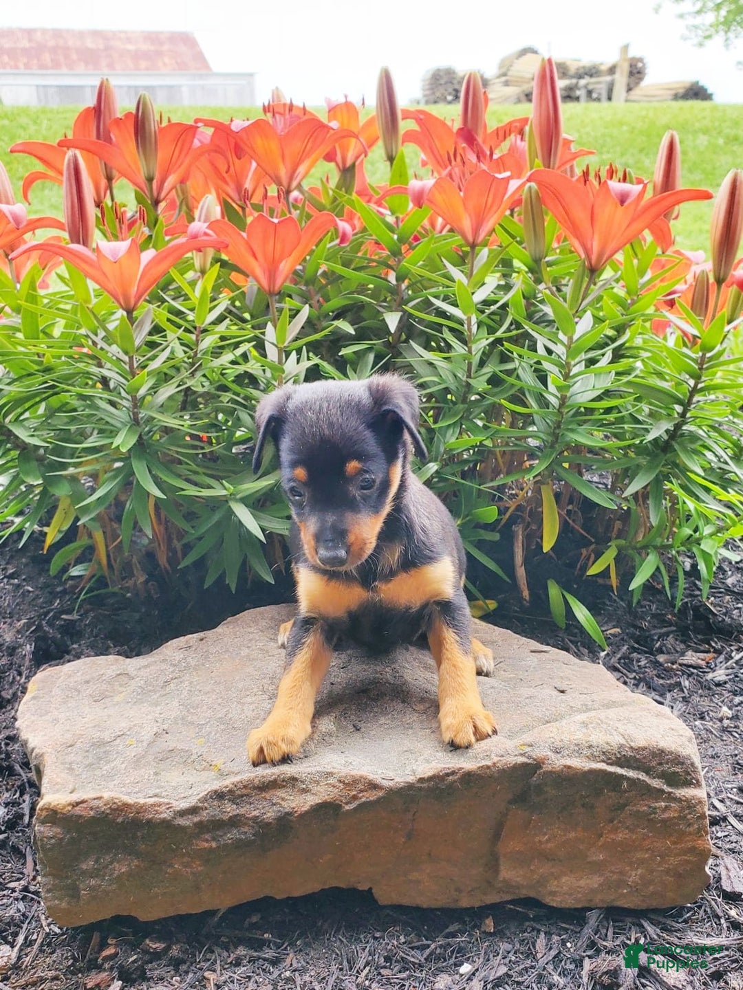 Miniature Pinscher dogs for sale: Ruby - Image 3