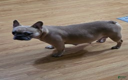 French Bulldog dogs for sale: Chocolate - Image 10
