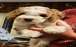 Cockapoo dogs for sale: Remi - Image 7