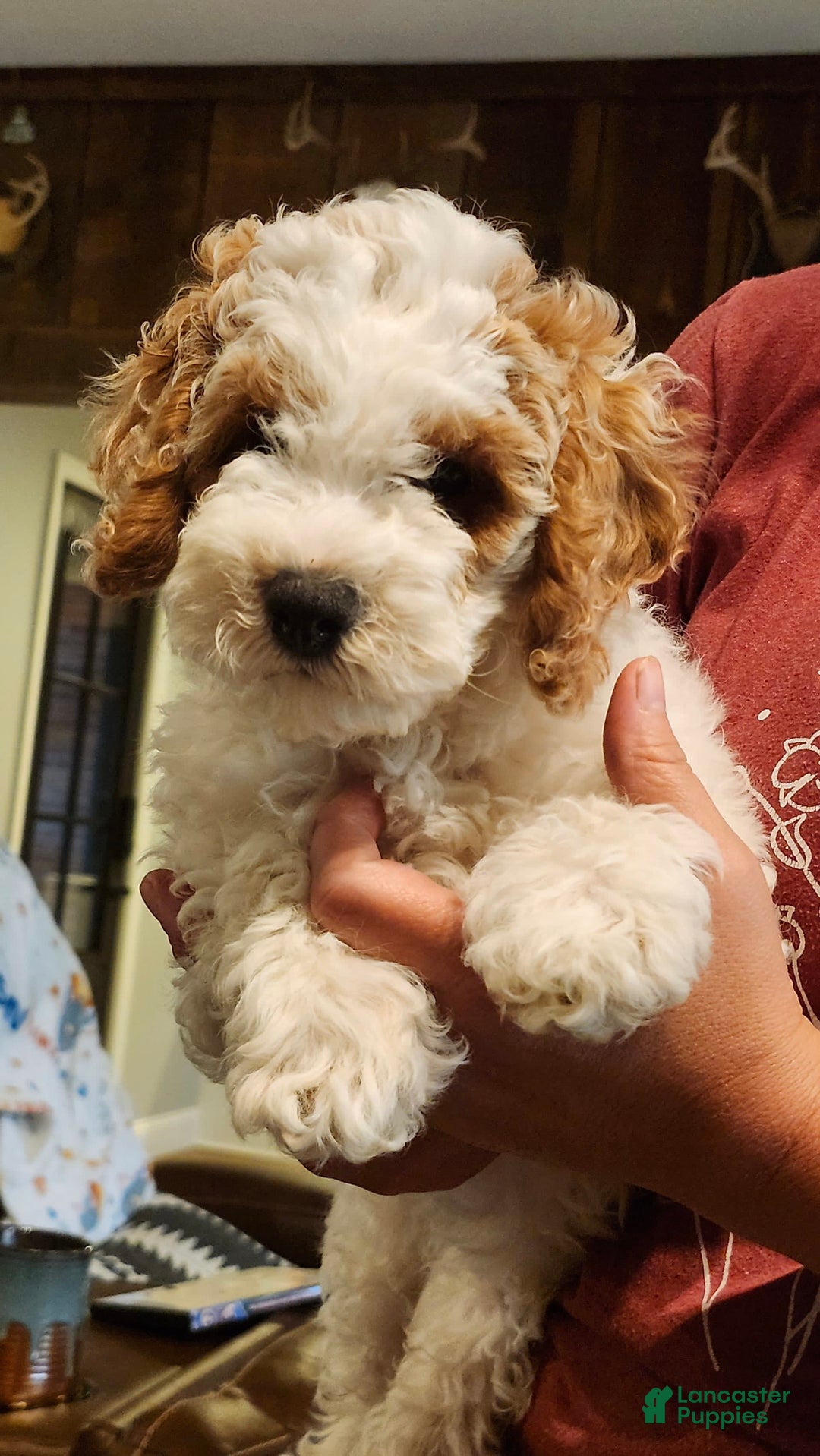Cockapoo dogs for sale: Remi - Image 7