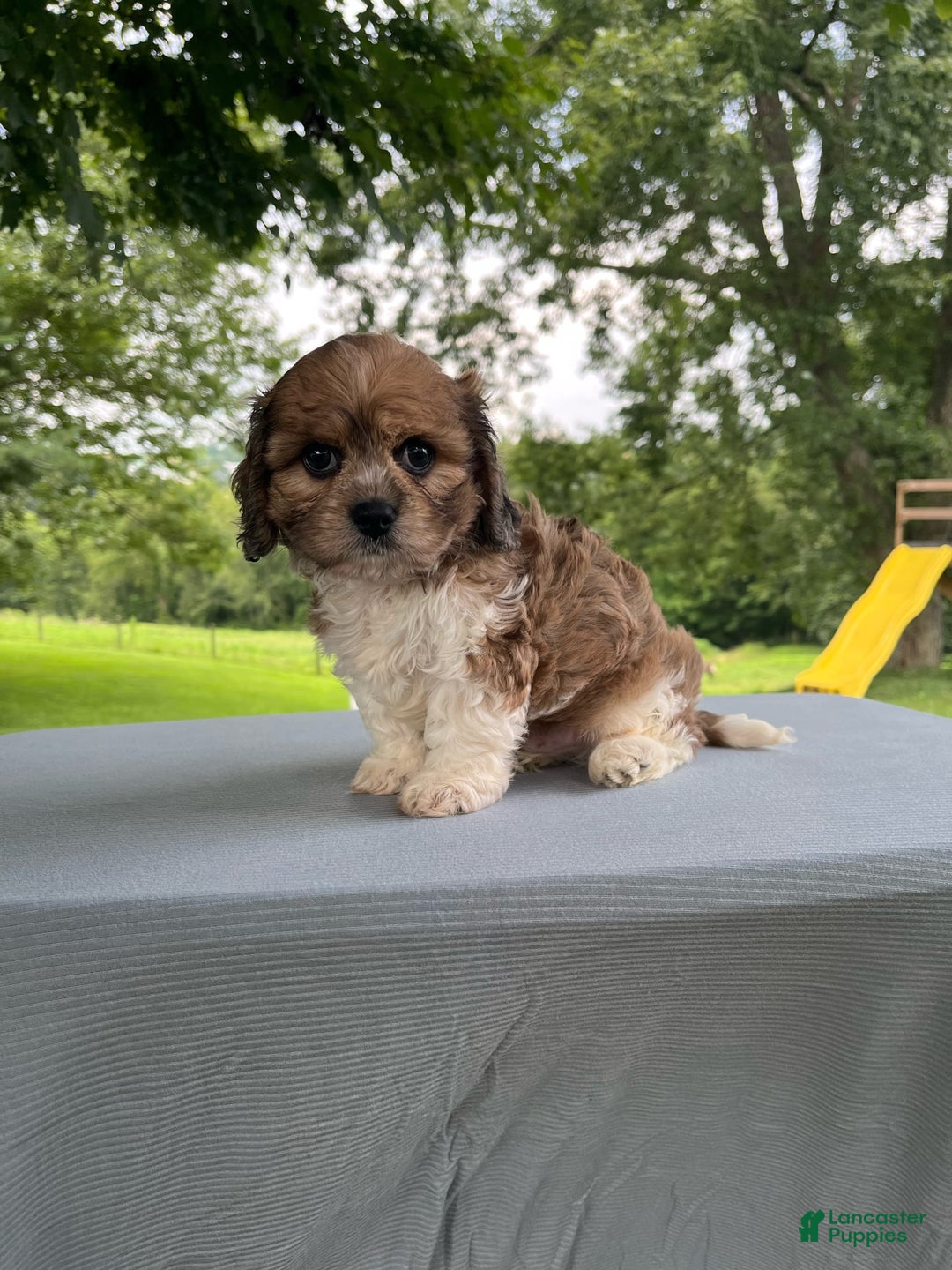 Cavapoo dogs for sale: Diego - Image 4
