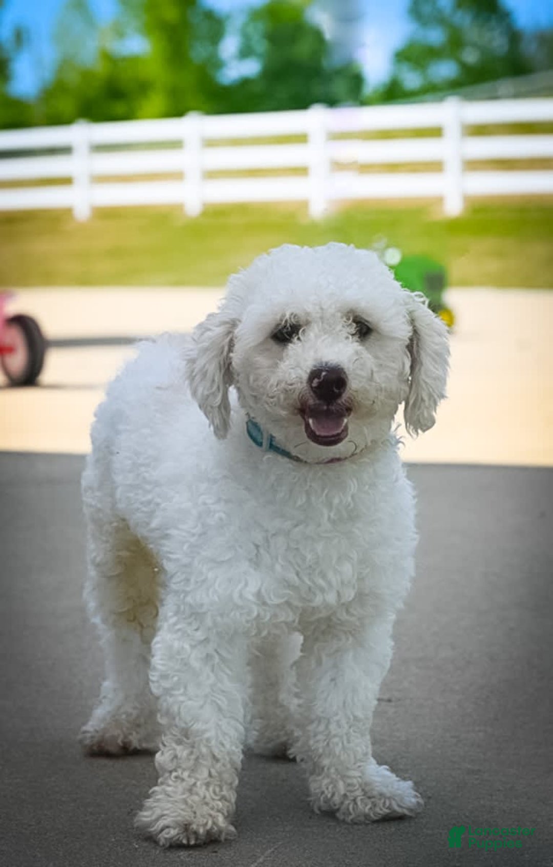 Miniature Poodle dogs for sale: Buddy - Image 13