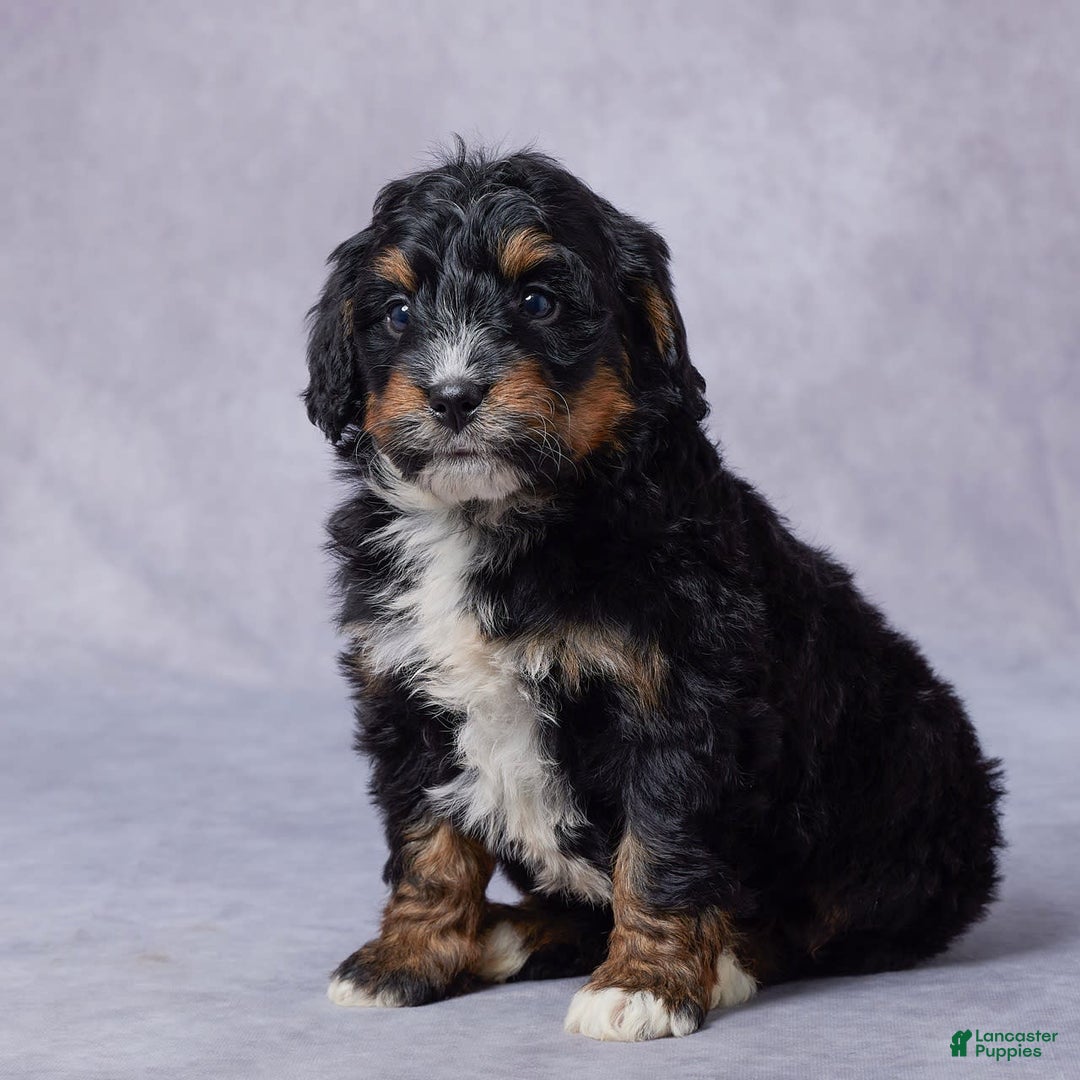 Mini Bernedoodle dogs for sale: Jade - Image 7