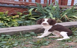 English Springer Spaniel dogs for sale: Budweiser - Image 5
