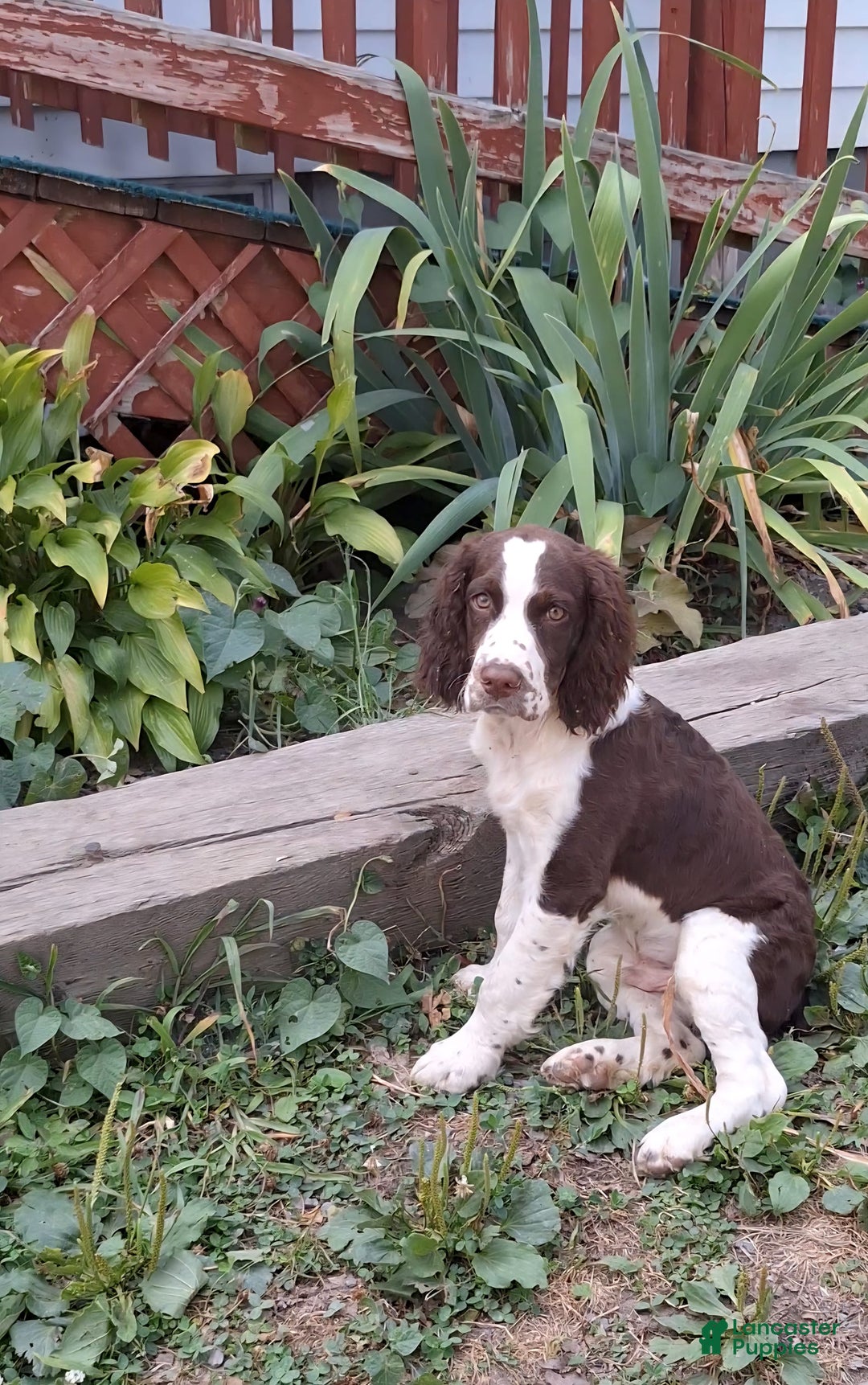 English Springer Spaniel dogs for sale: Budweiser - Image 5