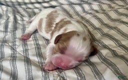 Cavalier King Charles Spaniel dogs for sale: Sparkey - Image 4