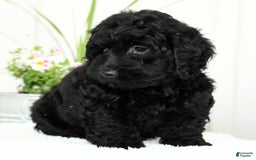 Mini Goldendoodle dogs for sale: Hope - Image 4
