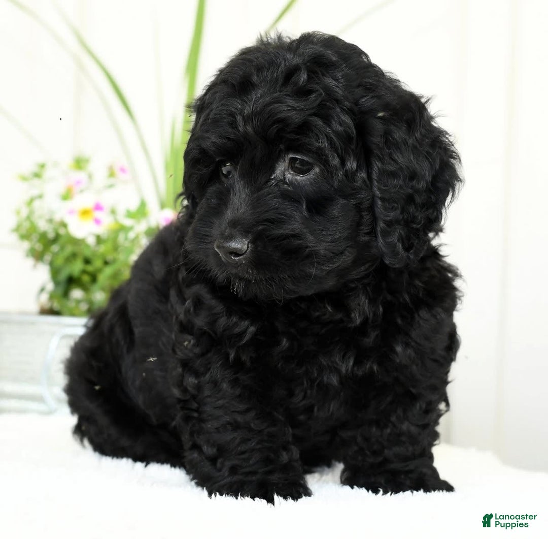 Mini Goldendoodle dogs for sale: Hope - Image 4