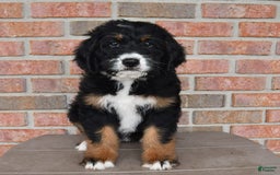 Bernedoodle dogs for sale: Candy - Image 2