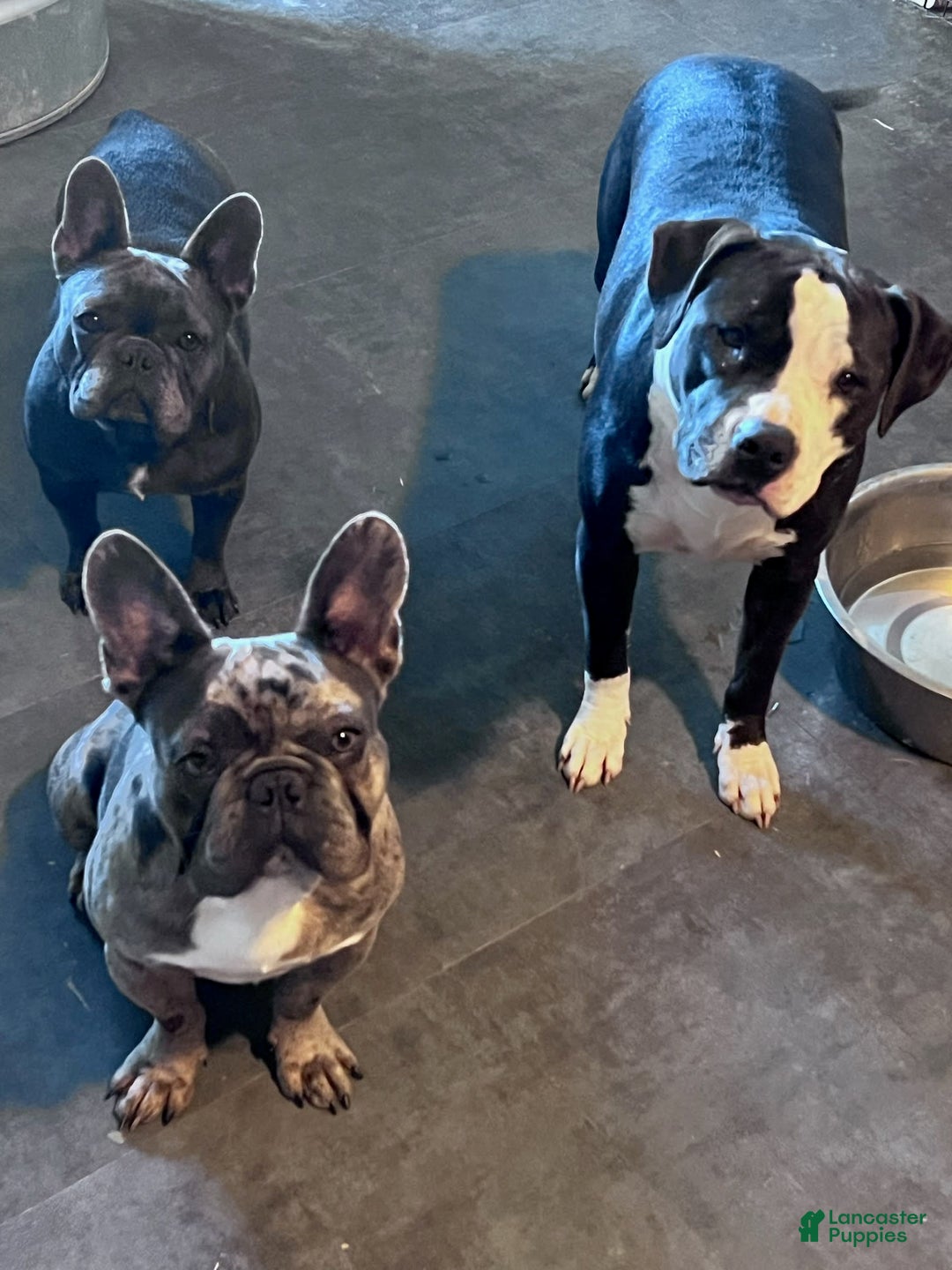 French Bulldog dogs for sale: Gonzo - Image 12