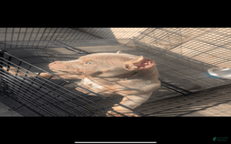 American Bully dogs for sale: Lance - Image 5