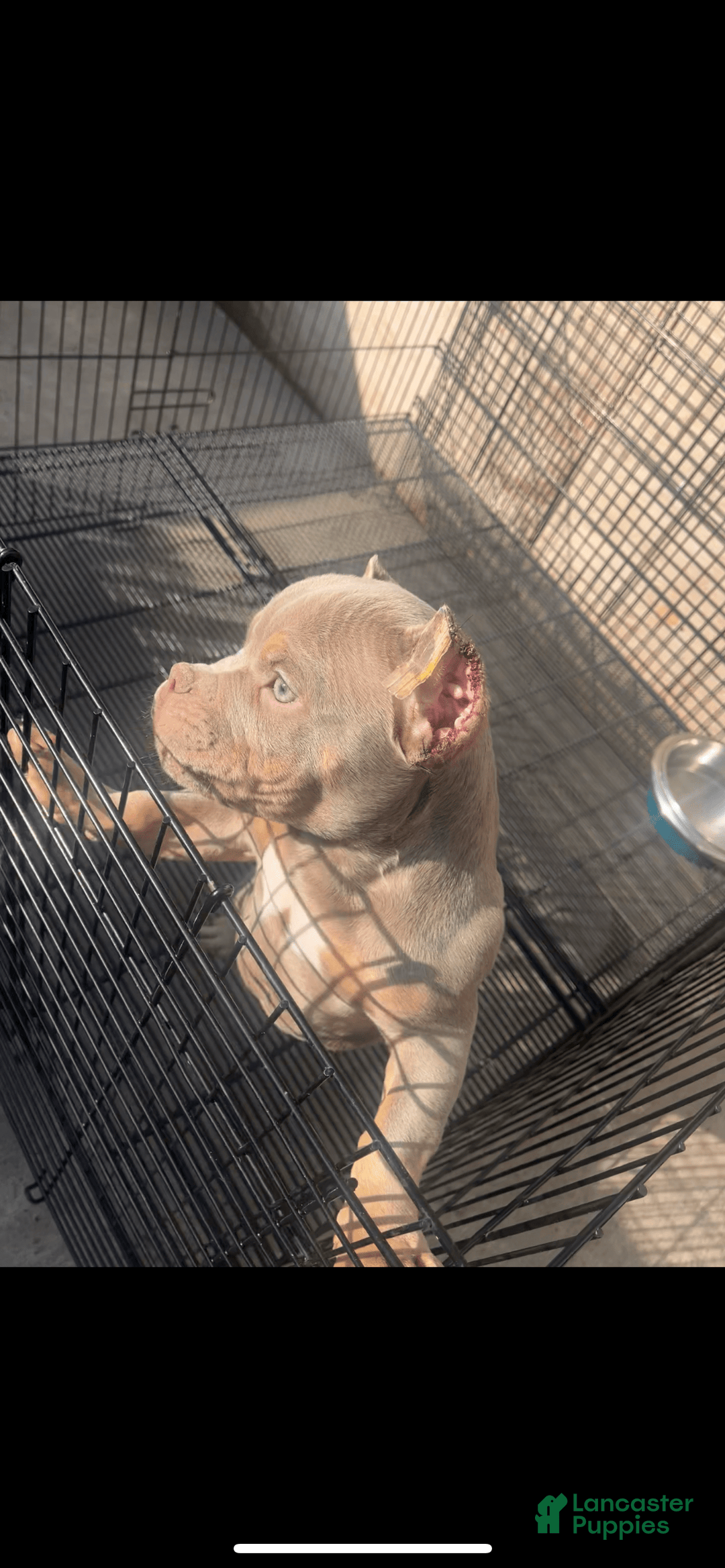 American Bully dogs for sale: Lance - Image 5
