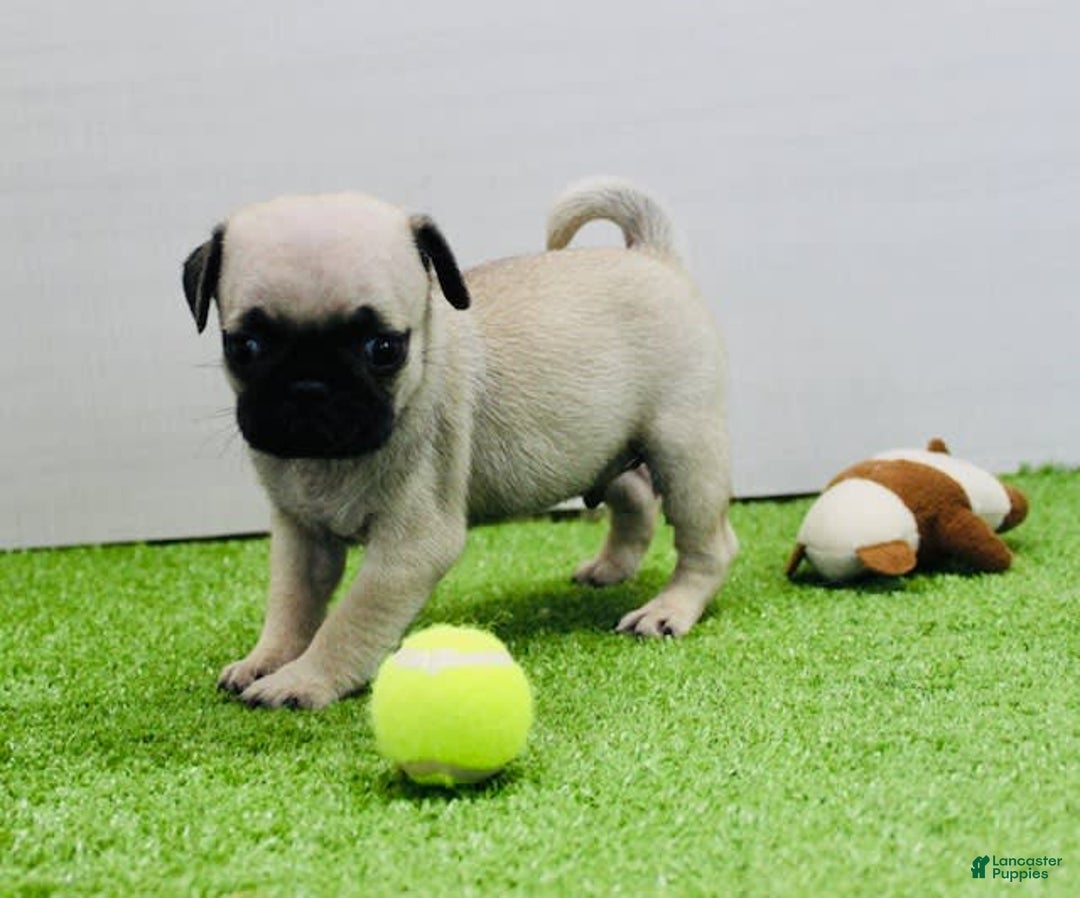 Pug dogs for sale: Max - Image 4