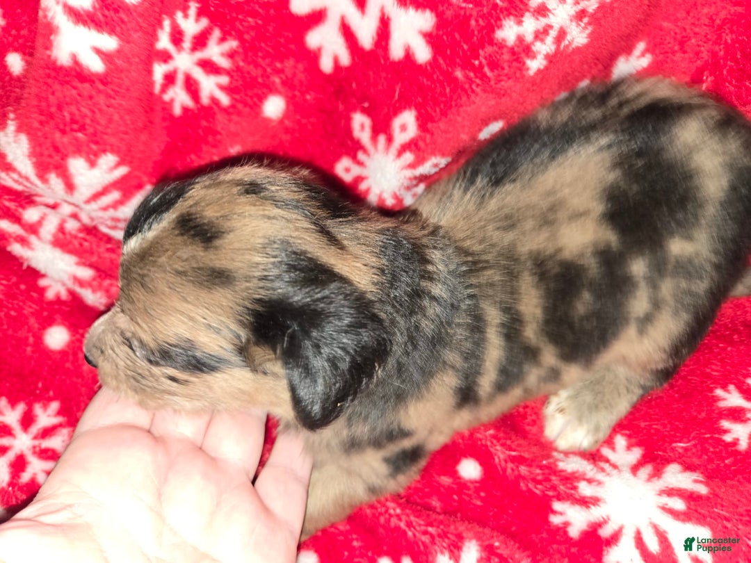 Chihuahua dogs for sale: Chihuahua 8 puppies - Image 6
