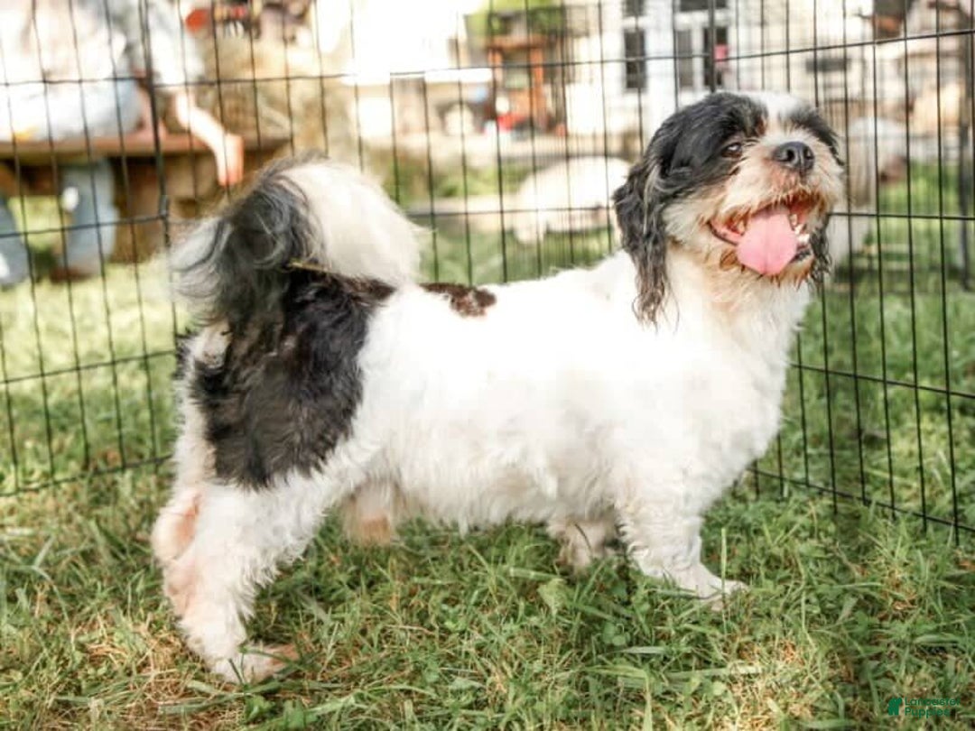 Lhasa Apso dogs for sale: Trixie - Image 10