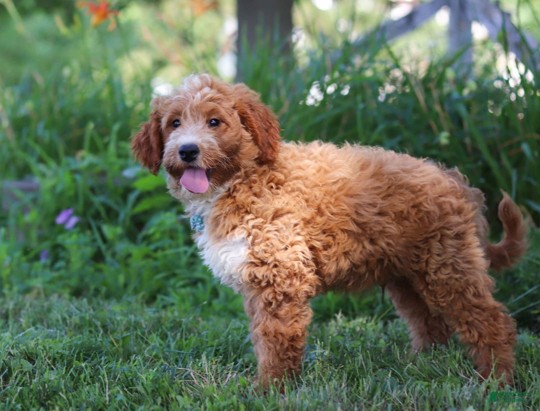 Mini Goldendoodle dogs for sale: Yellow Collar - Image 10