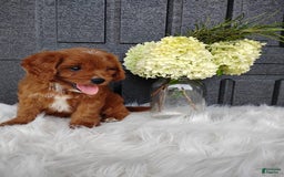 Cavapoo dogs for sale: Pearl - Image 3