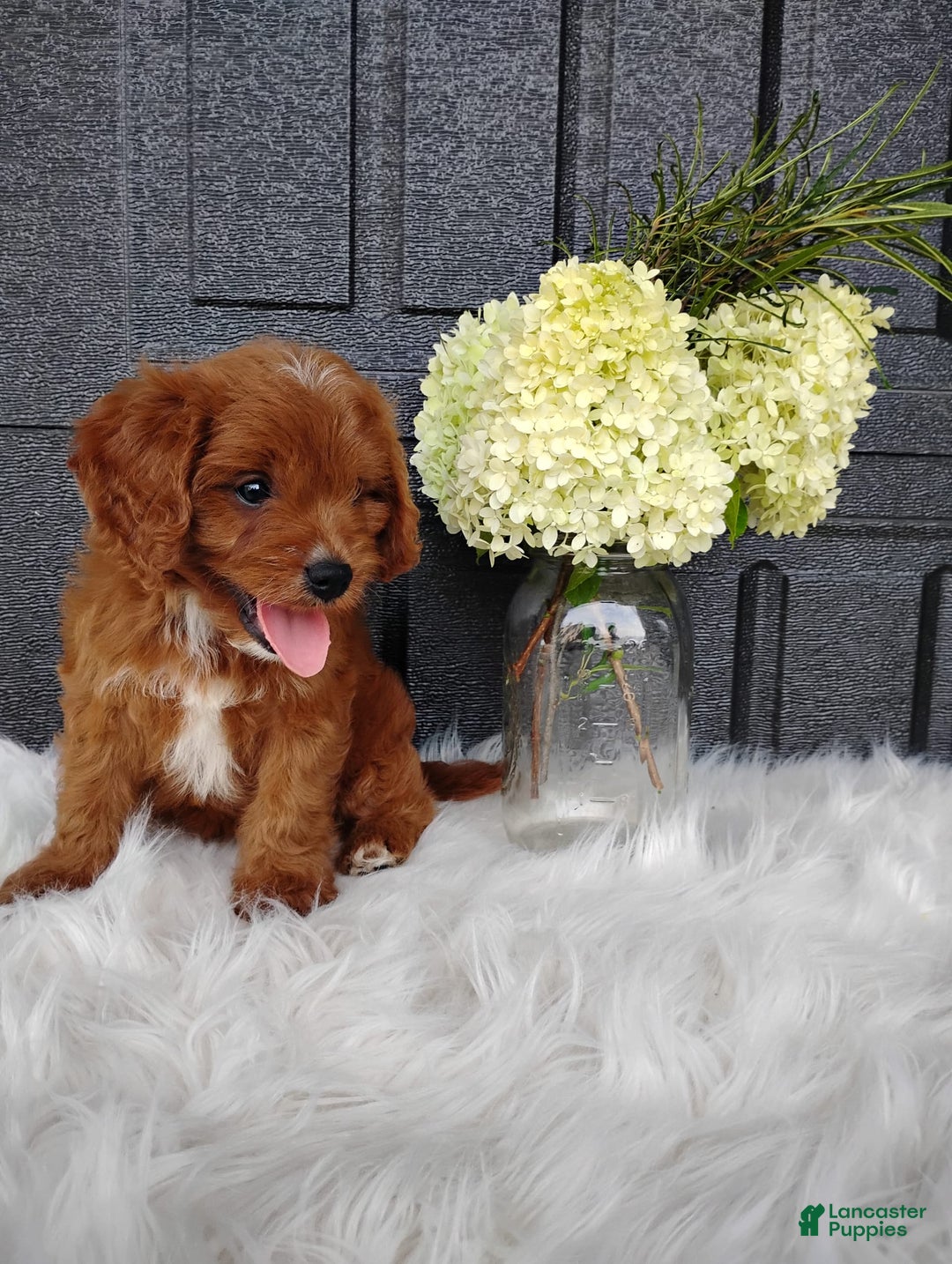 Cavapoo dogs for sale: Pearl - Image 3