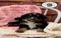 Mini Bernedoodle dogs for sale: Willows Magenta Girl - Image 7