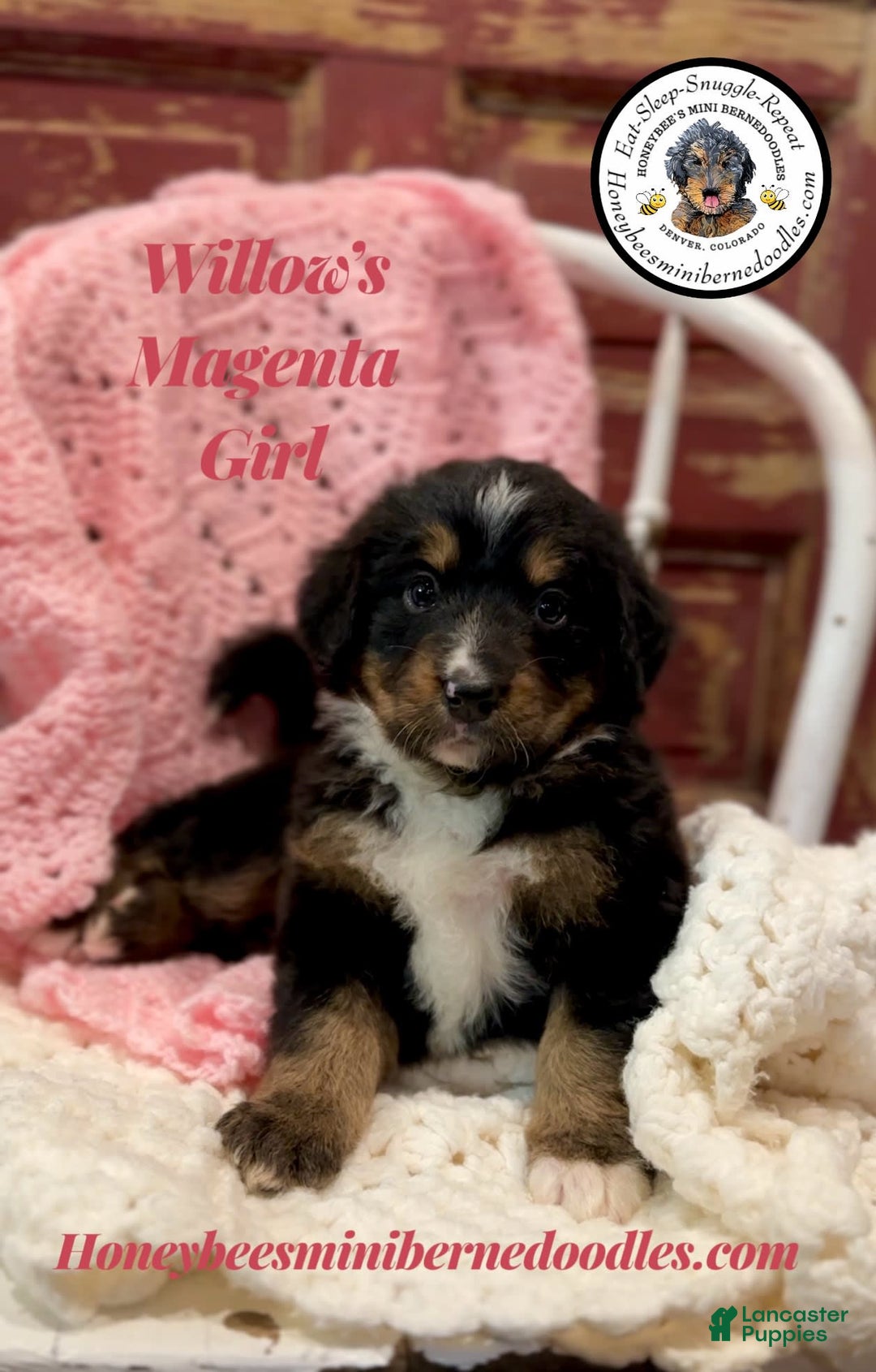 Mini Bernedoodle dogs for sale: Willows Magenta Girl - Image 7