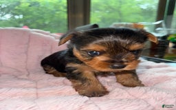 Yorkshire Terrier dogs for sale: Angel - Image 2