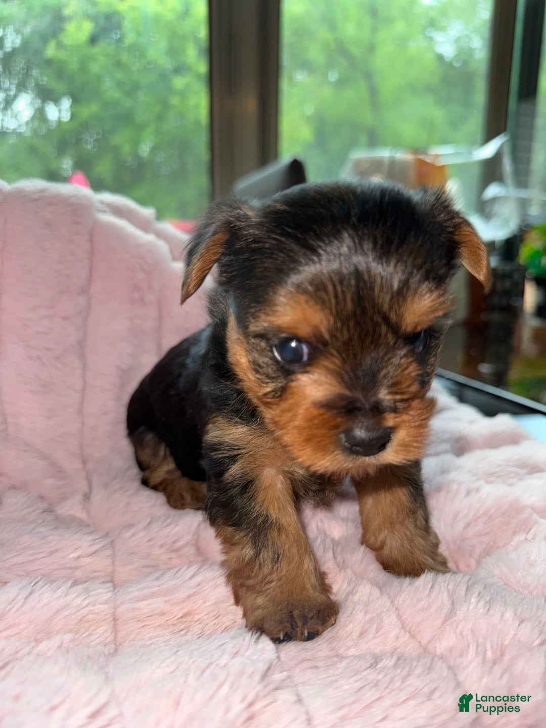 Yorkshire Terrier dogs for sale: Angel - Image 2