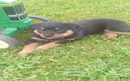 Rottweiler dogs for sale: Penny - Image 2