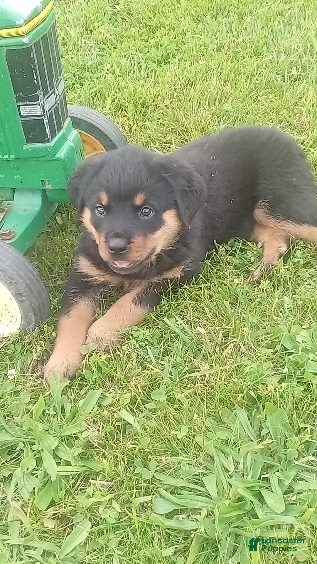 Rottweiler dogs for sale: Penny - Image 2
